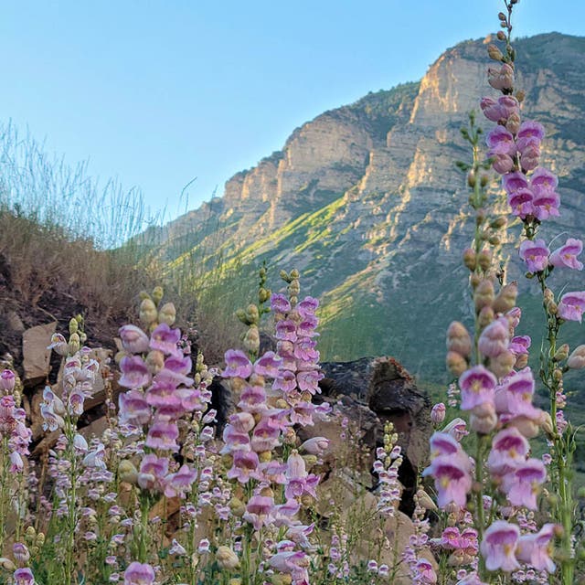 Palmer's Penstemon Seeds