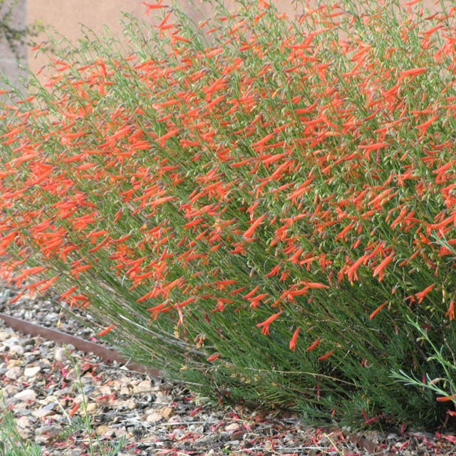 Pineleaf Penstemon