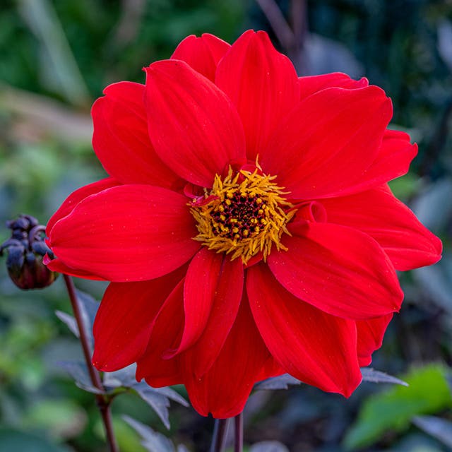 Bishop of Llandaff Peony Flowering Dahlia