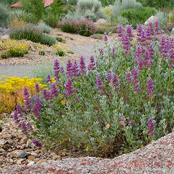 Shop Award Winning Plants