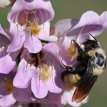 Shop Bee Friendly Plants