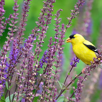 Shop Plants For Birds