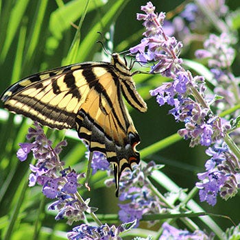 Shop Plants For Butterflies