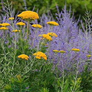 Shop Companion Plants