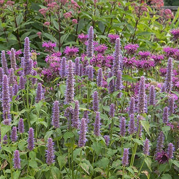 Shop Cottage Garden Plants