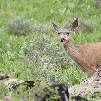 Shop Deer Resistant Plants
