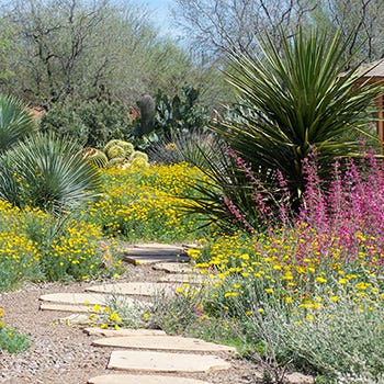Shop Desert Landscaping Plants