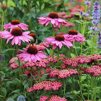 Shop Easy To Grow Plants