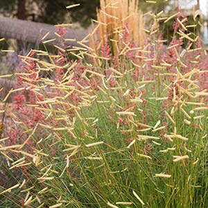 Shop Exclusive & Introduction Plants