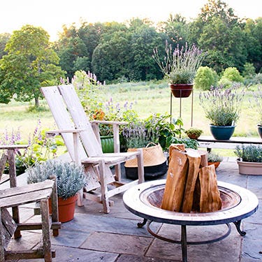 Shop Featured Plants