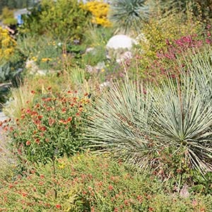 Shop Full Sun Plants
