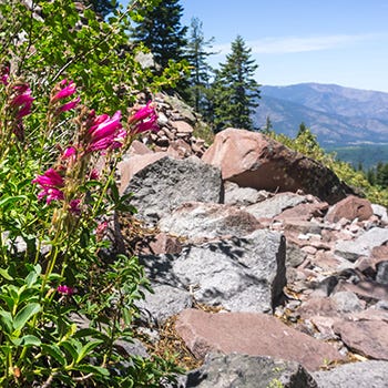 Shop High Elevation Plants