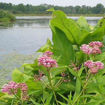 Shop High Moisture Plants