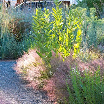 Shop Native Plants