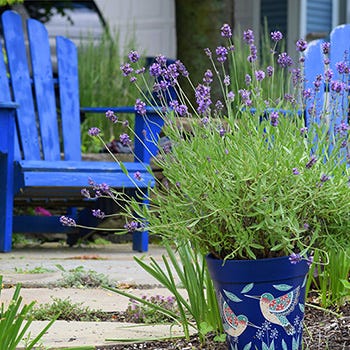 Shop Patio Plants For Containers