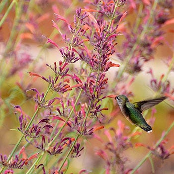 Shop Plants Of The Year
