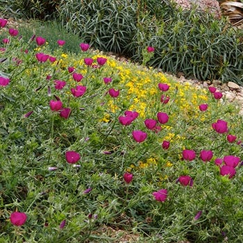 Shop Plant Select Plants