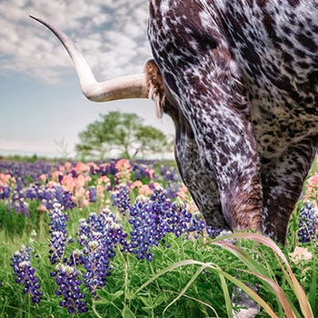 Shop Texas Plants