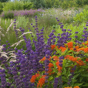 Shop Southeast Plants