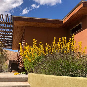 Shop Plants For The Southwest
