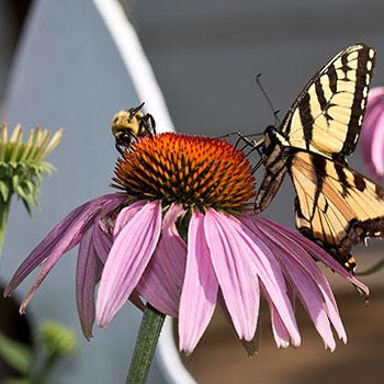 Shop Pollinator Plants