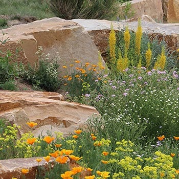 Shop Rock Garden Plants