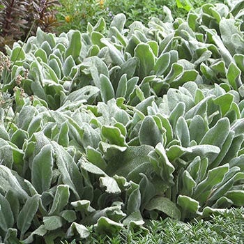 Shop Shade Plants