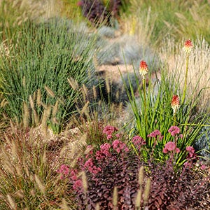 Shop Plants For The West