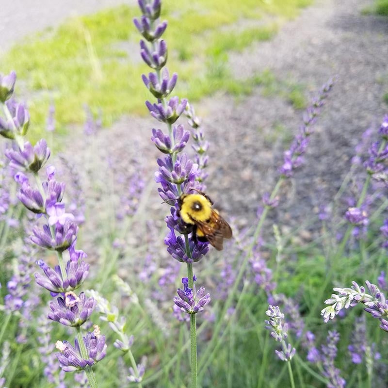 Lavandula intermedia Phenomenal® PP24193 (French Lavender)