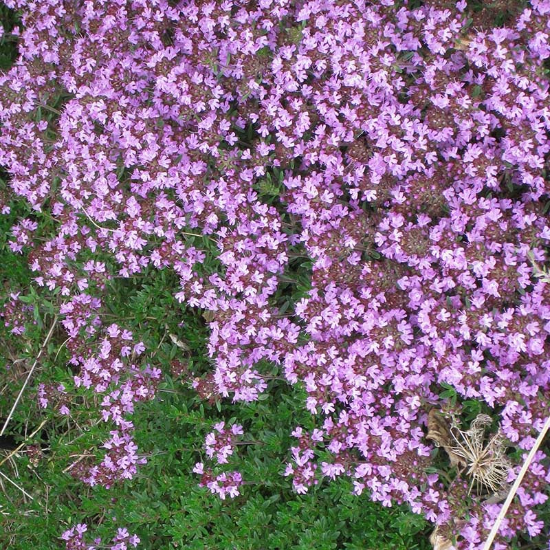 Pink Creeping Thyme (Thymus praecox ssp. arcticus 'Coccineus')