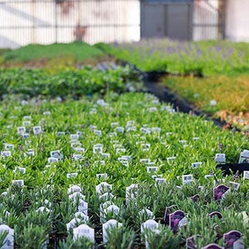 Shop Plants In Bulk
