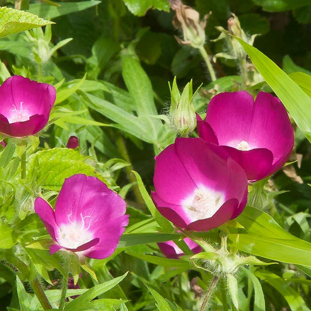 Bush's Poppy Mallow Seeds (Callirhoe)