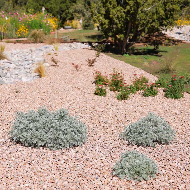 Powis Castle Artemisia (Artemisia x 'Powis Castle') planted in Santa Fe, NM.