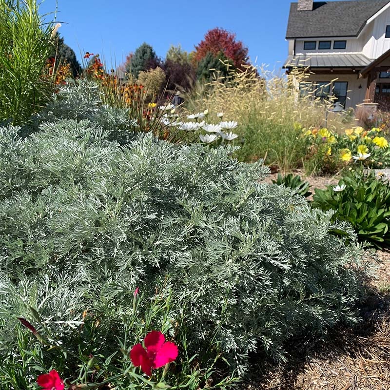 Powis Castle Artemisia (Artemisia x 'Powis Castle') planted in a sustainable waterwise front yard.