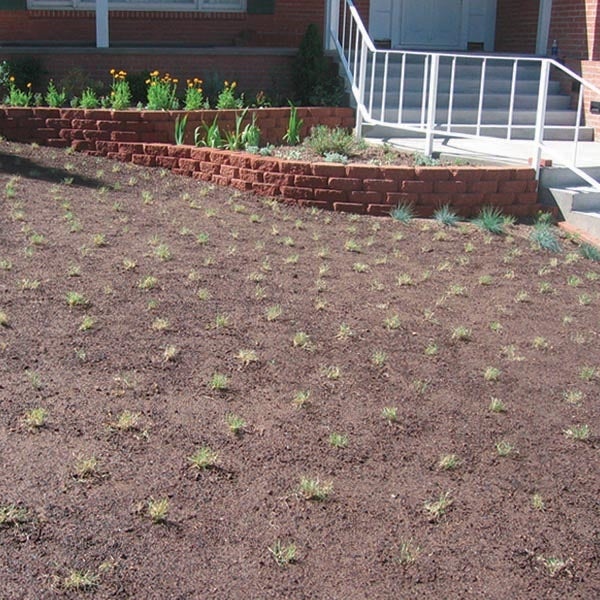 Prestige Grass Plugs just planted