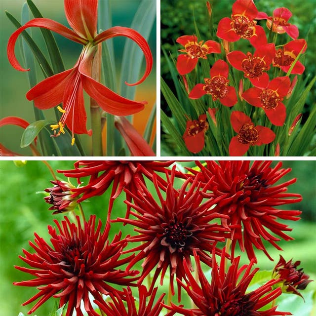 Rioja Spanish Red Bulb Collection