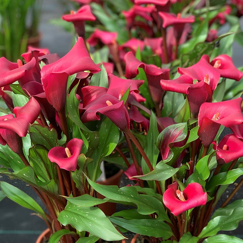 Rocket Calla Lily