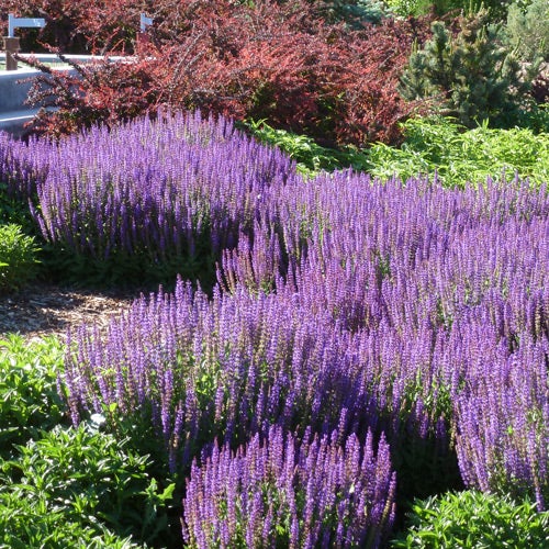 Salvia sylvestris May Night, May Night Meadow Sage, Salvia