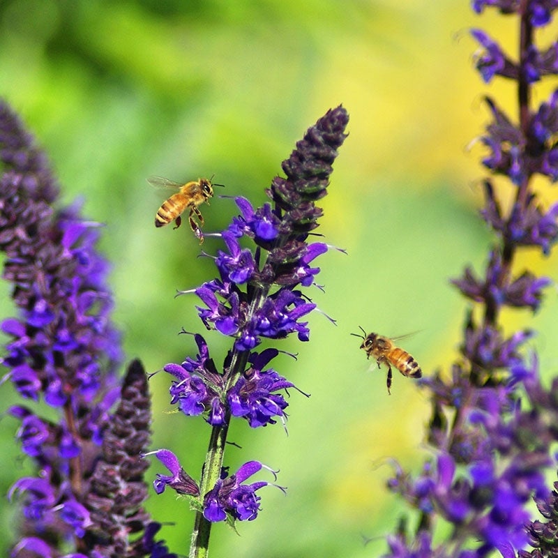 Salvia sylvestris May Night, May Night Meadow Sage, Salvia With Bees. Photo Courtesy Of Emmis Oure