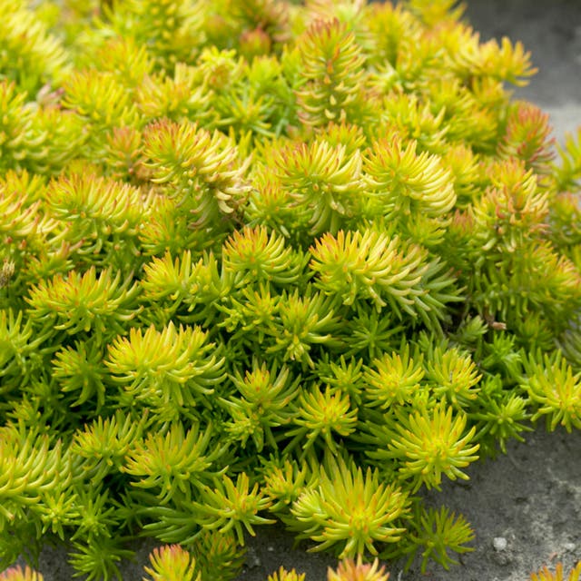 Angelina Sedum