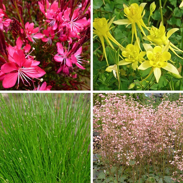 Shady Oasis Container Garden