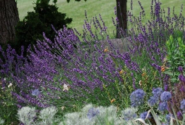 Sharon Roberts Lavender in a beautiful waterwise garden