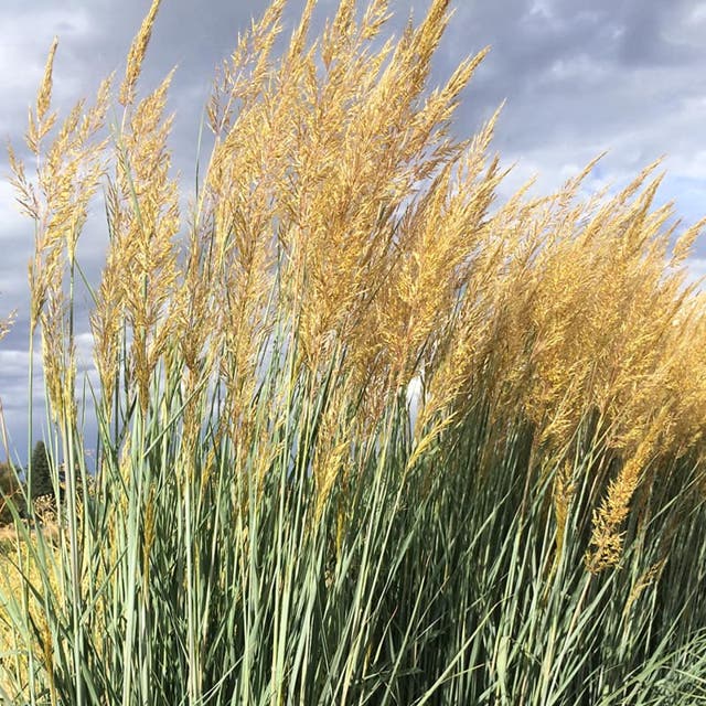 Thin Man Indian Grass