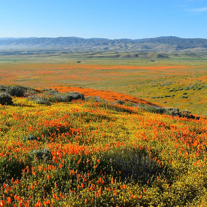 California Superbloom