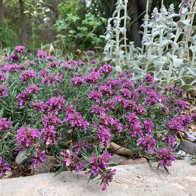 Gray Creeping Germander (Teucrium)