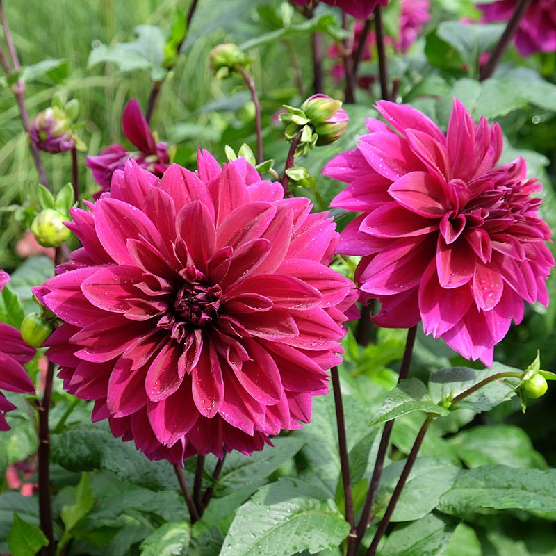 Thomas Edison Dinnerplate Dahlia