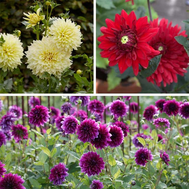 Tried & True Dinnerplate Dahlia Collection