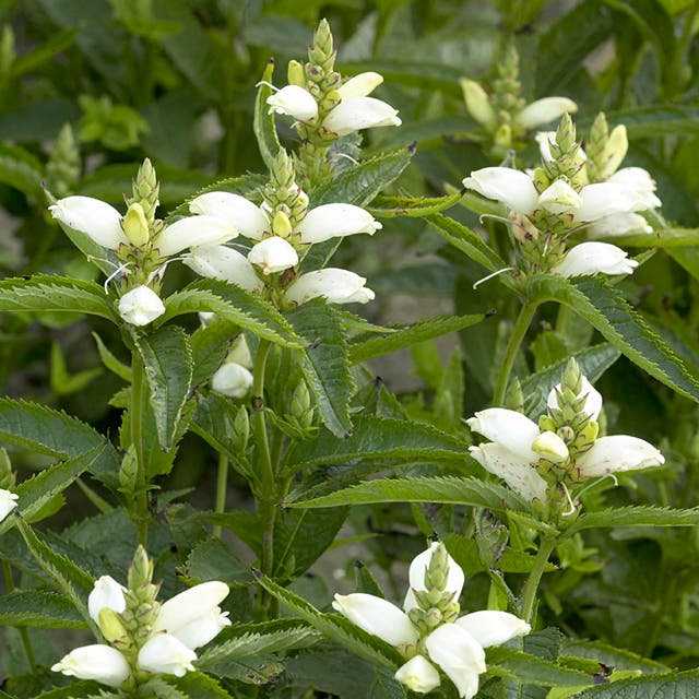 Turtlehead Seeds (Chelone)