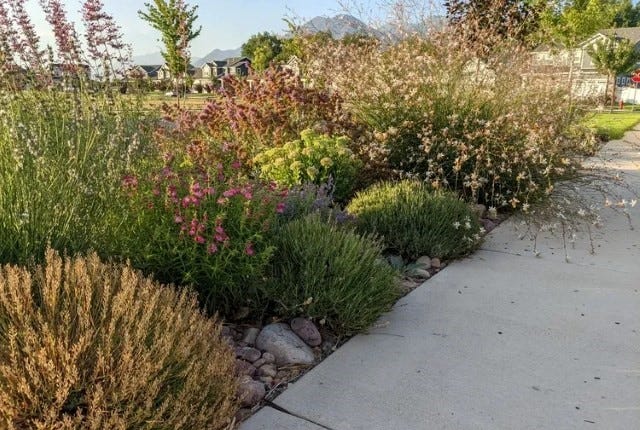 Waterwise Parkstrip Planting In Utah Inspired By Soft Colors