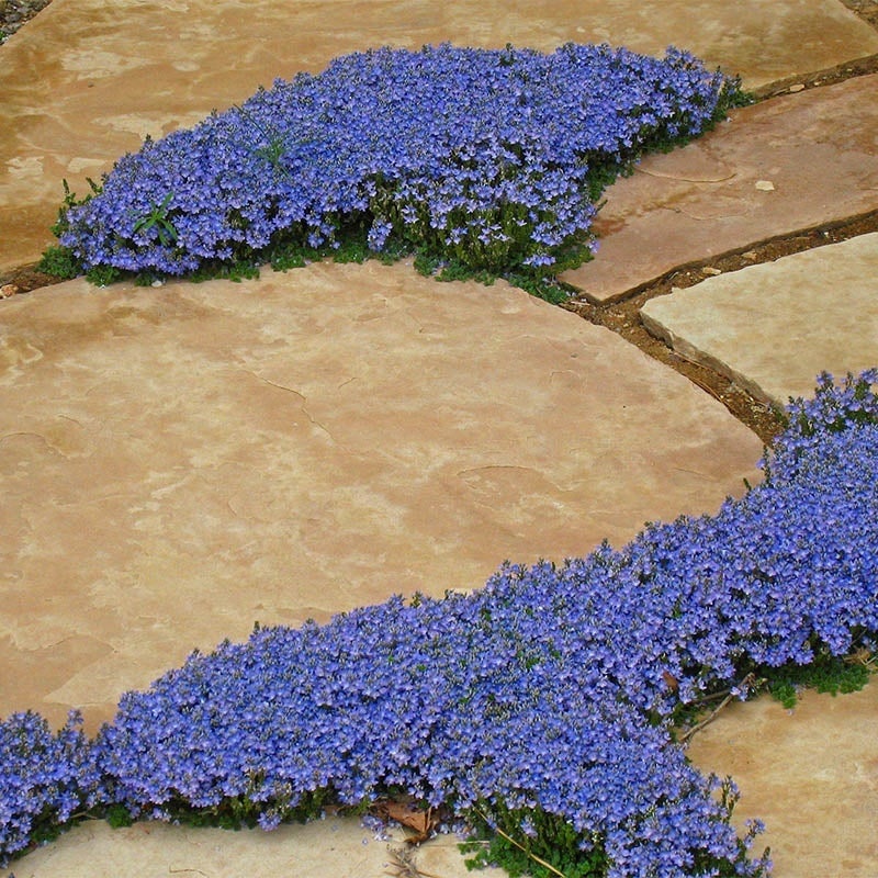 Thyme-Leaf Veronica (Veronica oltensis)